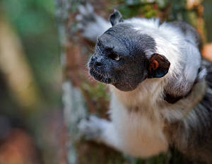 Manausmonkey.jpg