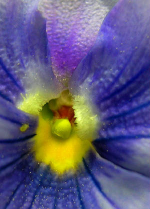 pansy.jpg