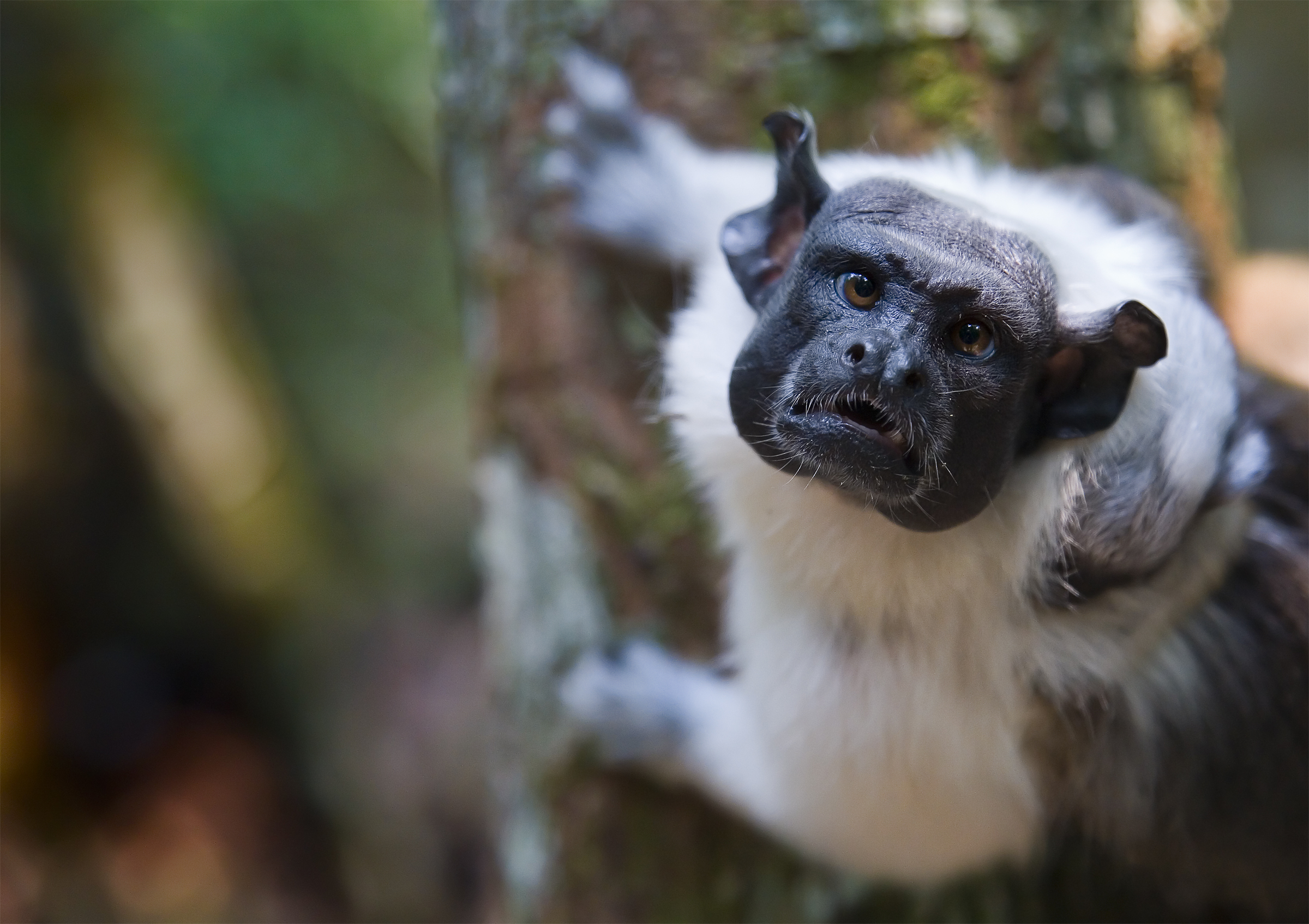 Manaus Monkey - Head-on