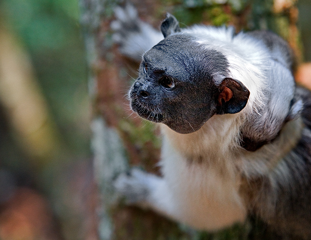 Manausmonkey.jpg